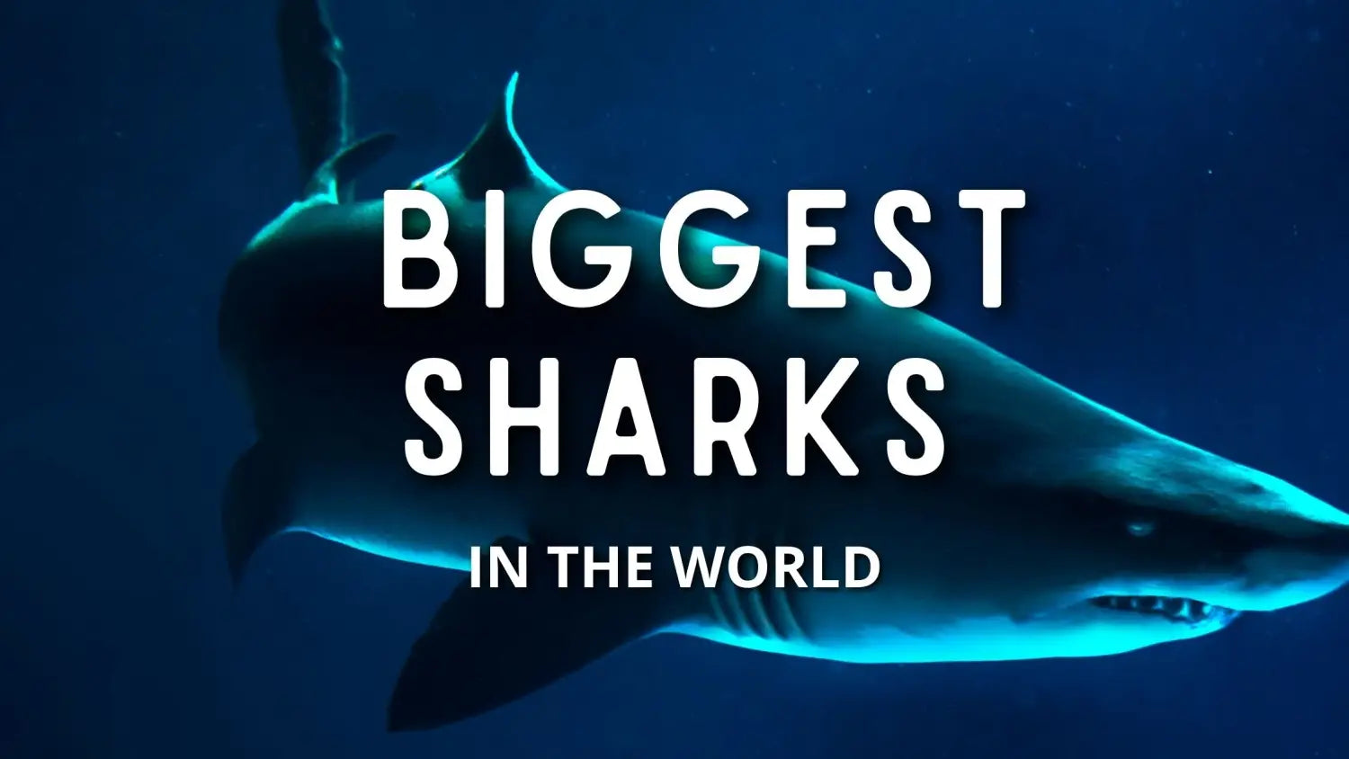 the biggest shark in the world