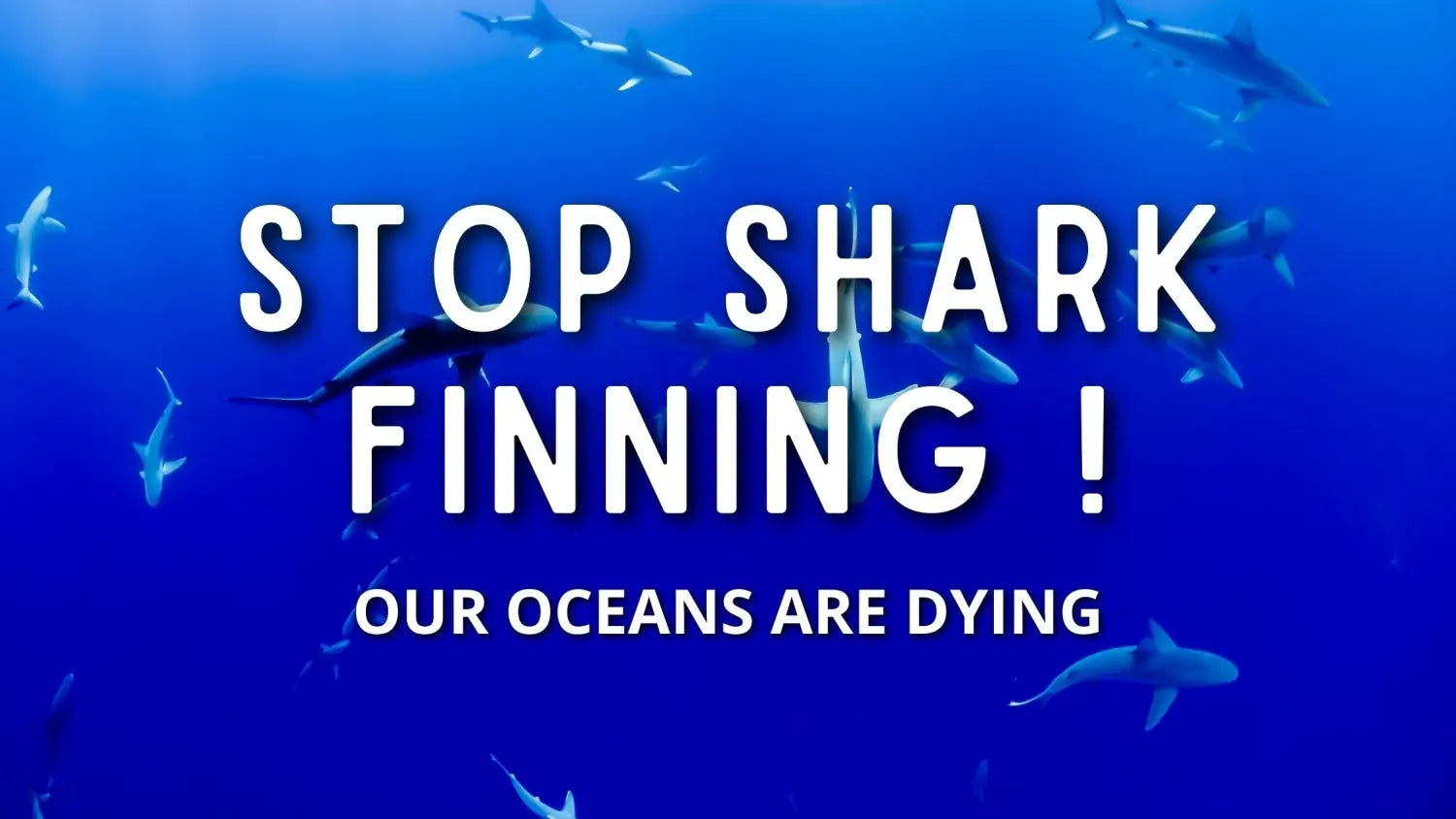 Our Oceans Are Dying, Stop Shark Finning