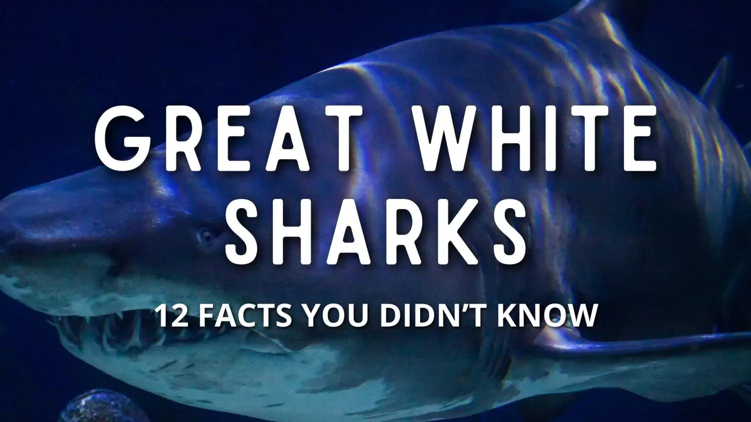 12 Facts You Didn’t Know About Great White Sharks