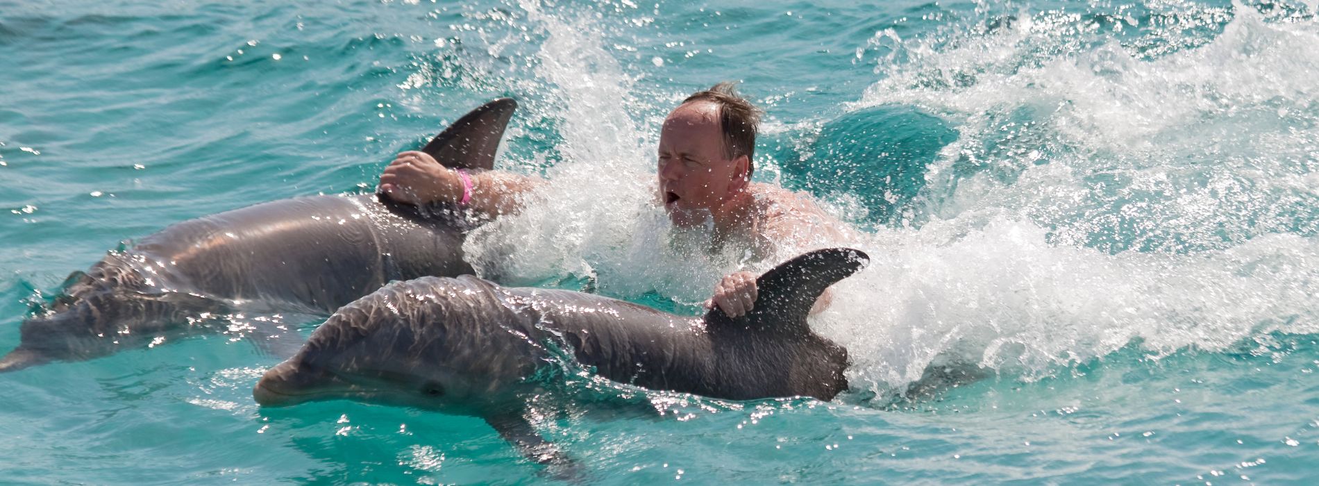 Swim with dolphins punta cana - Madeinsea©