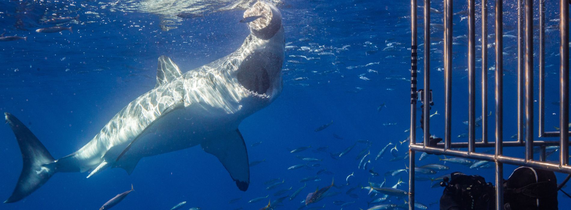 Shark cage diving kauai - Madeinsea©