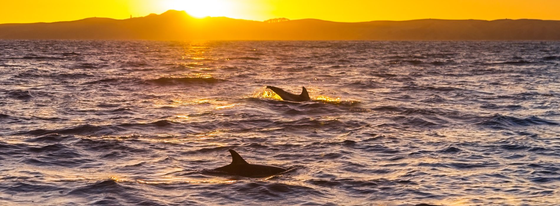 Swim with dolphins riviera maya - Madeinsea©