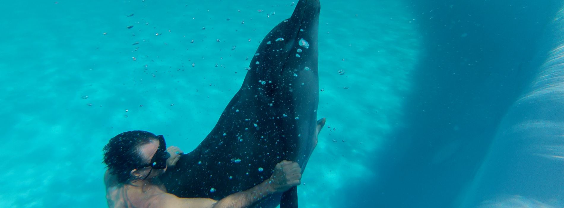 Swim with dolphins waikiki - Madeinsea©