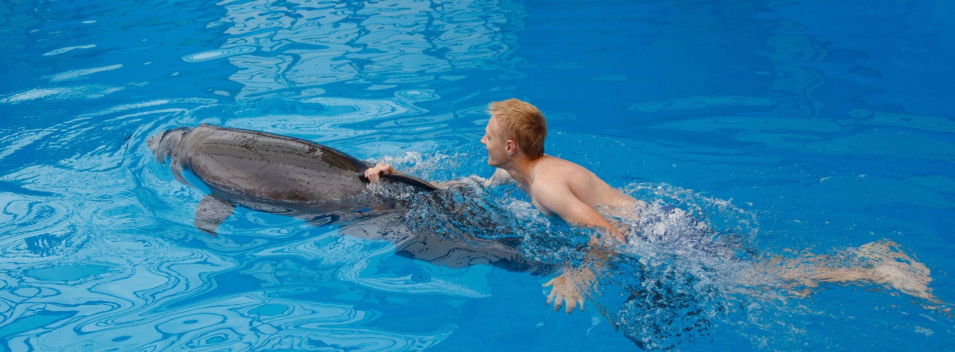 Swim with dolphins puerto rico - Madeinsea©