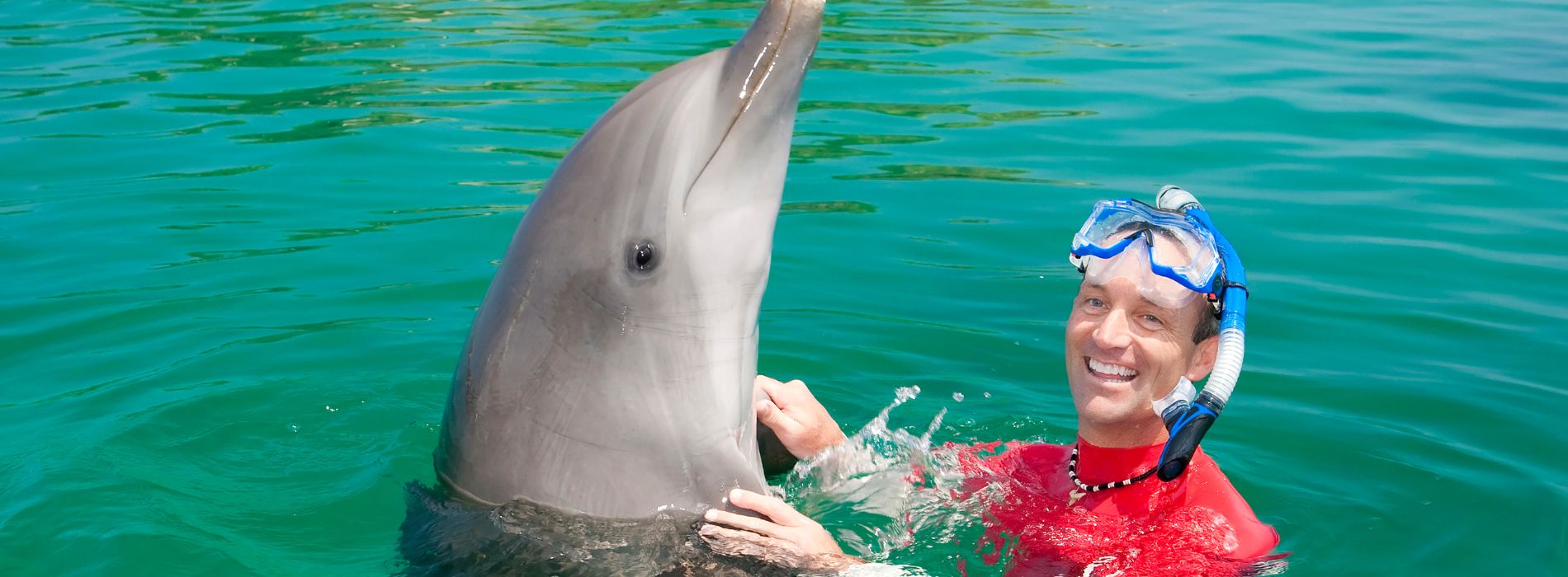 Swim with Dolphins in Miami: The Ultimate Experience for Sea Lovers - Madeinsea©