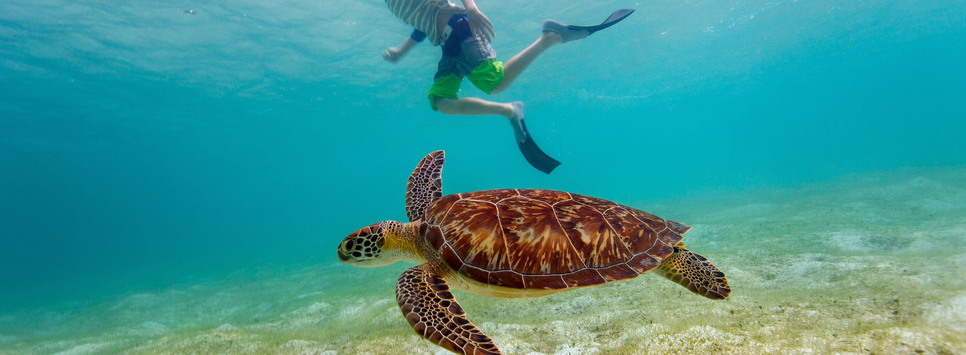 Snorkeling with Sea Turtles in St. Croix: A Magical Underwater Experie