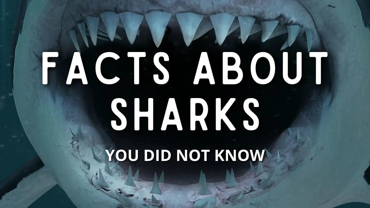 9 Facts About Sharks You Did Not Know