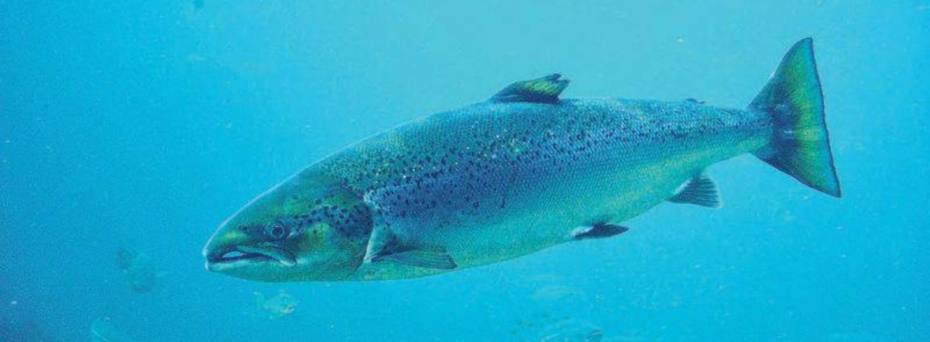 Atlantic Salmon: The Sea's Silver Wanderer