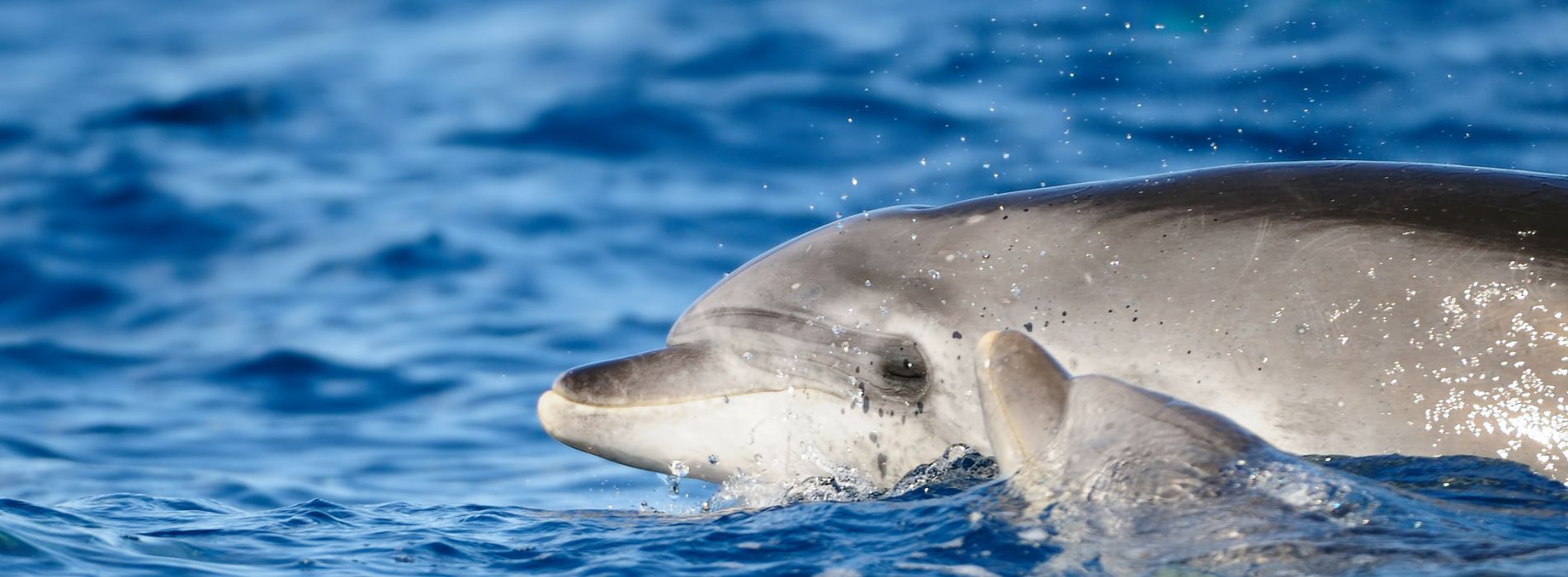 Swim with dolphins playa del carmen - Madeinsea©