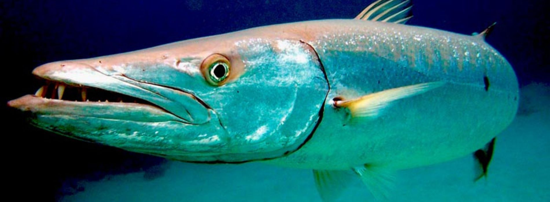 Barracudas: The Fierce Predators of the Ocean