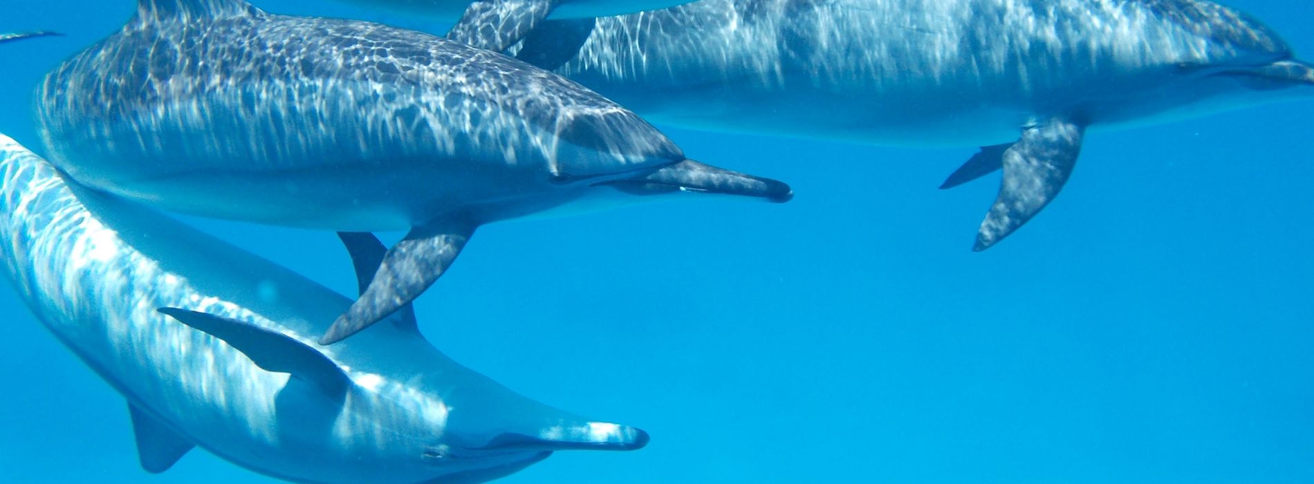 Swim with dolphins destin - Madeinsea©