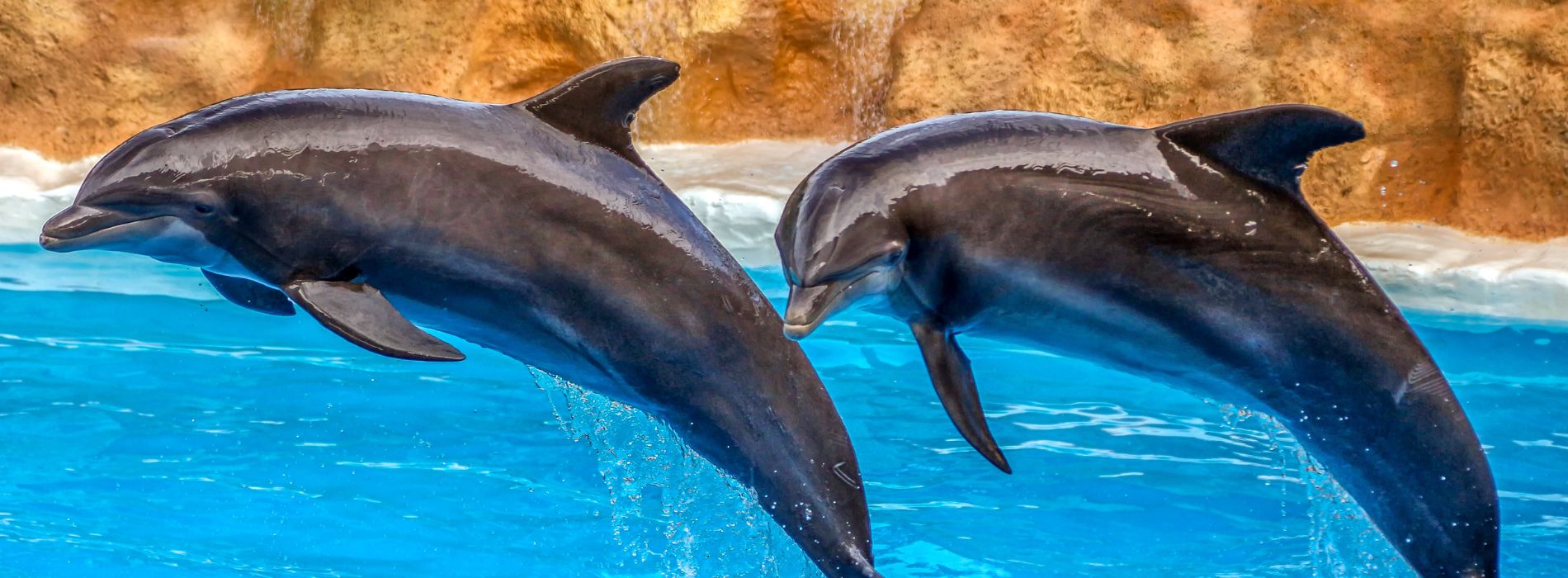 Swimming with dolphins in cozumel - Madeinsea©