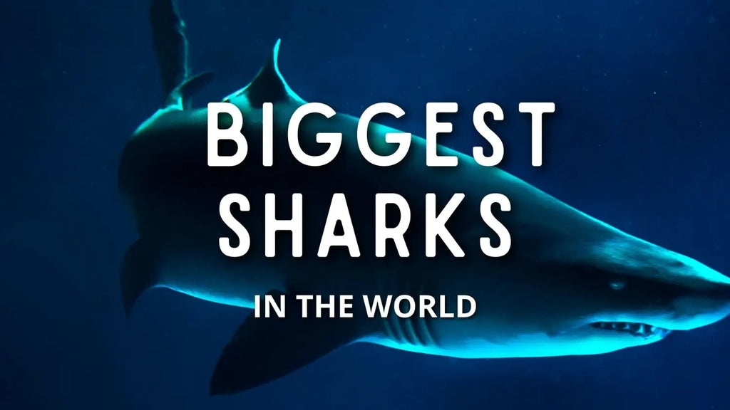 10 Biggest Sharks in the World