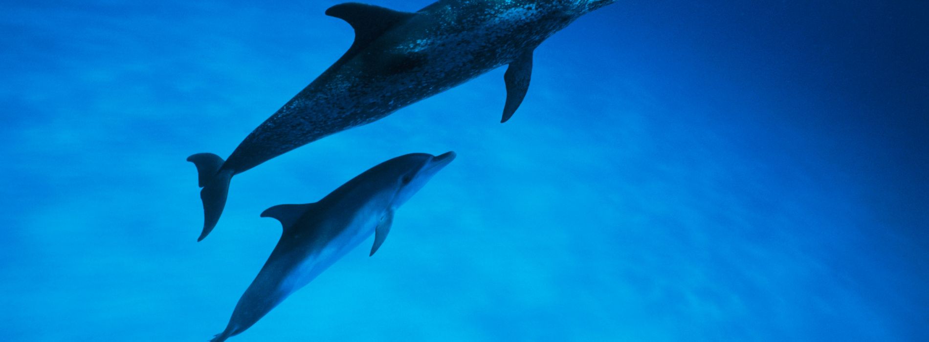 Swim with Dolphins in Cabo: A Dream Experience for Sea Lovers - Madeinsea©