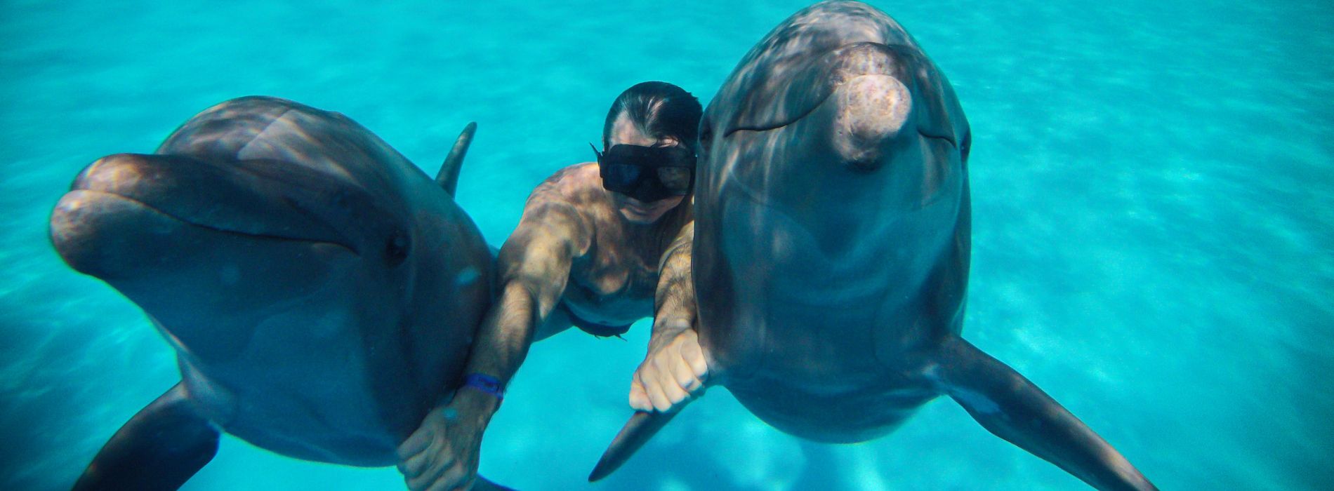 Swim with Dolphins in Oahu