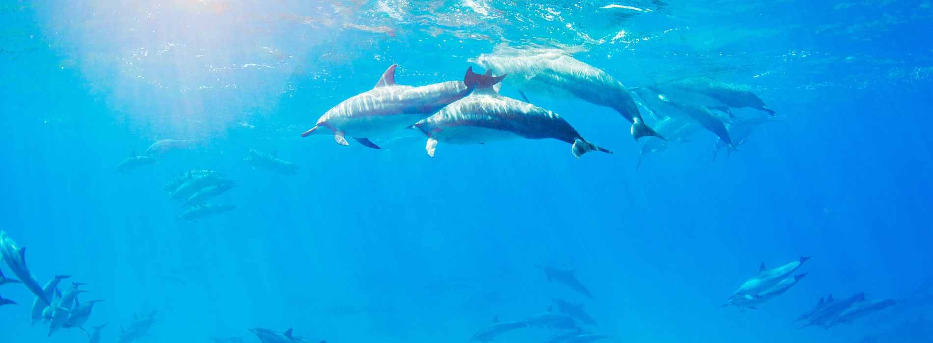 Swim with dolphins nassau - Madeinsea©