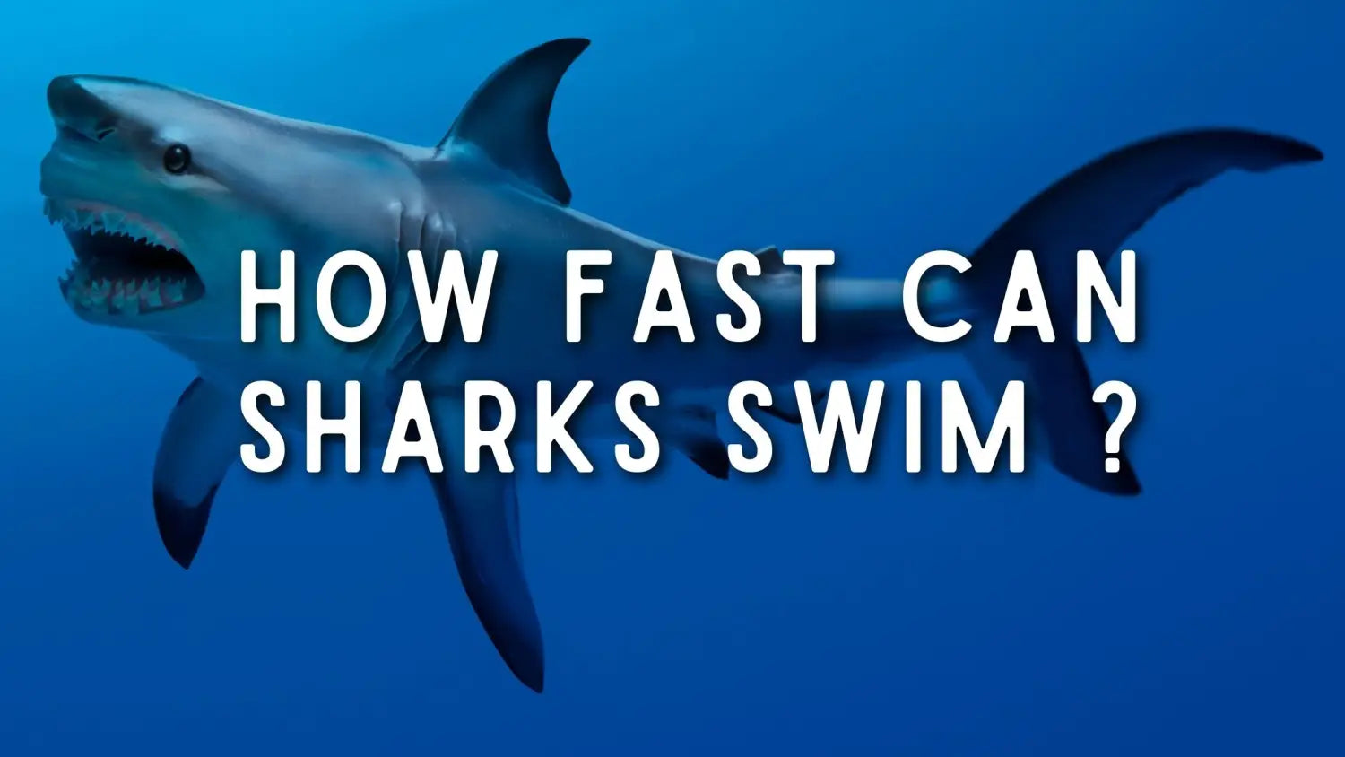 How Fast Can Sharks Swim