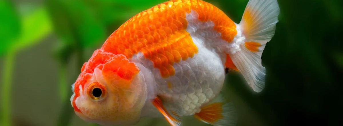 The Complete Guide to Ryukin Goldfish: Care, Characteristics, and More