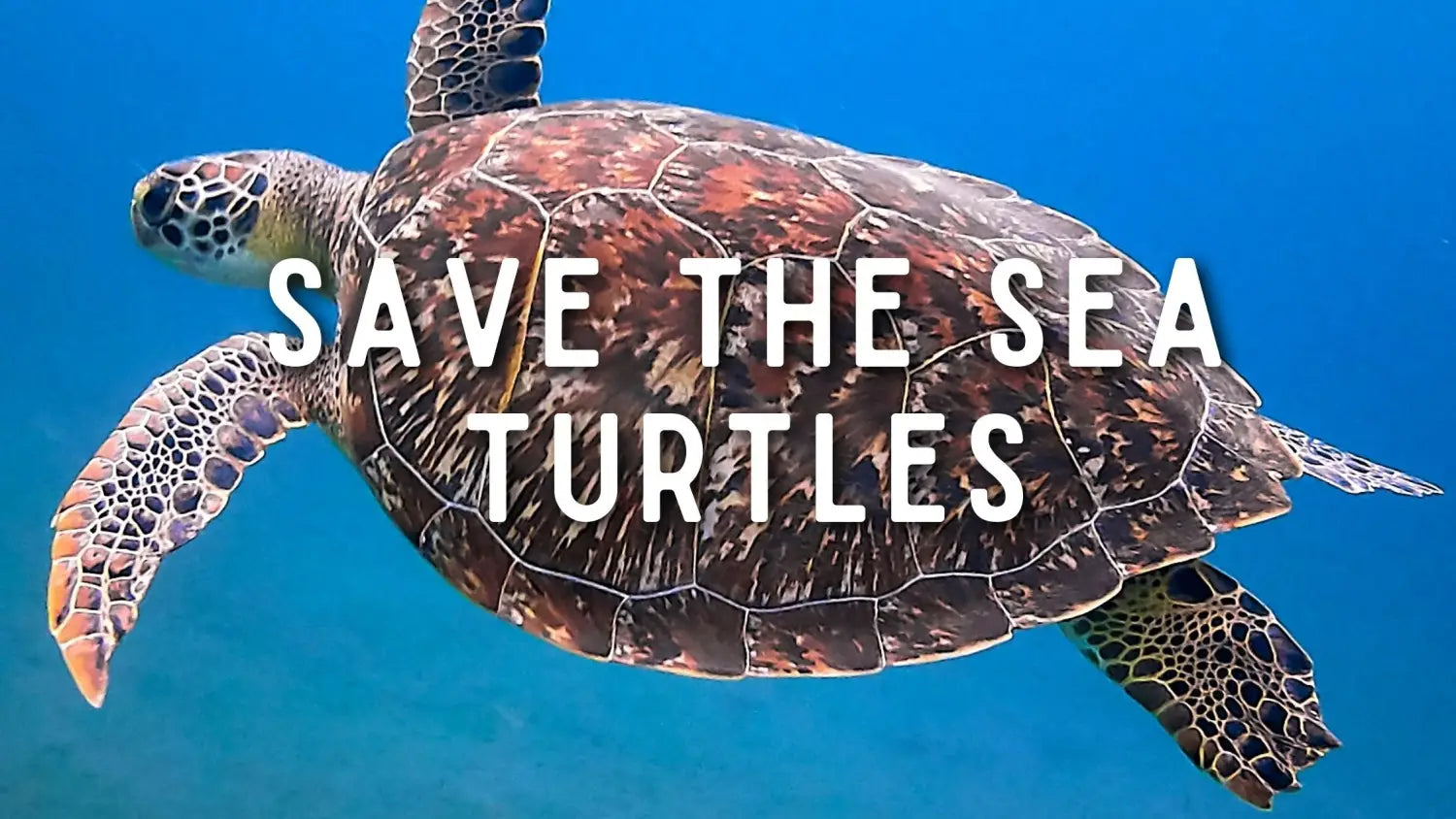 Save The Sea Turtles - Find out more here