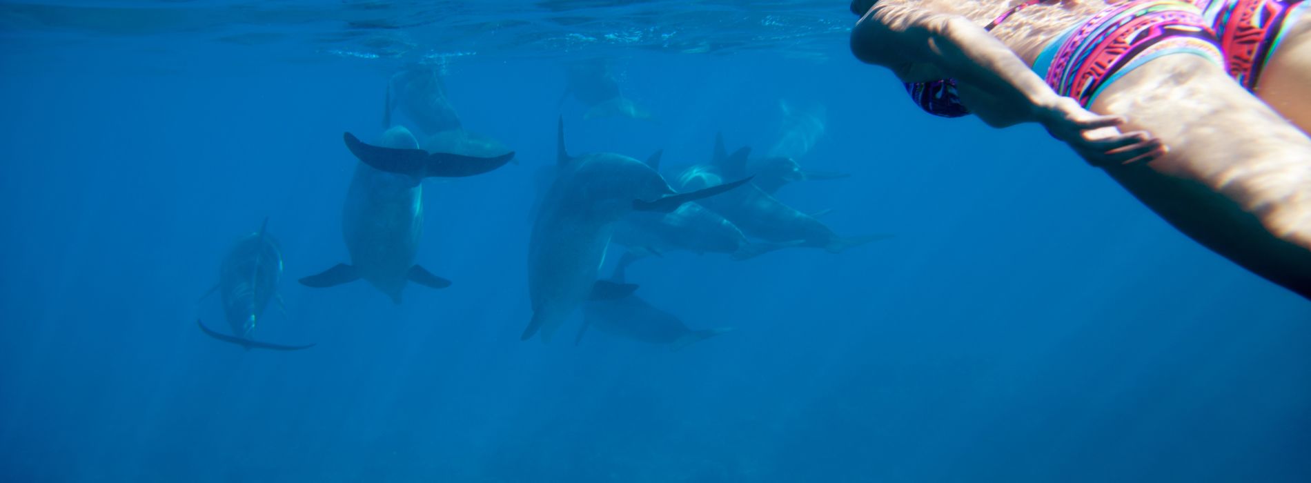 Swim with Dolphins in Honolulu: A Truly Enchanting Experience - Madeinsea©