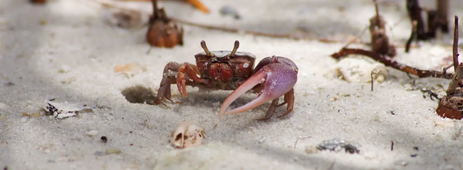 The Fascinating World of Crabs: The biography