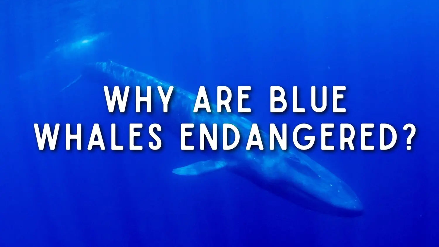 Why Are Blue Whales Endangered?