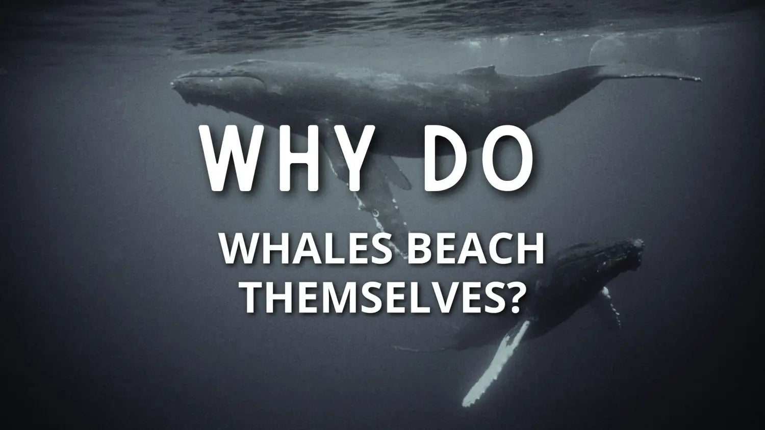 Why Do Whales Beach Themselves?